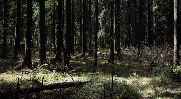 istock Pine forest. Depths of a forest. Journey through forest paths. T 938788078