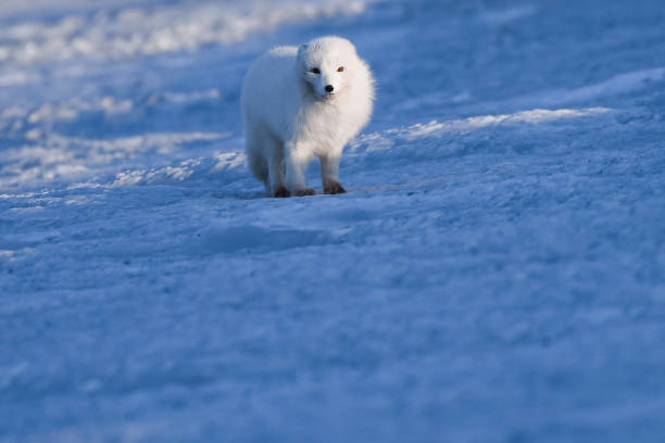istock wildlife white polar fox winter in the Arctic Svalbard on a sunny day 938791138