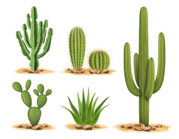 ilustraciones, imágenes clip art, dibujos animados e iconos de stock de establecer plantas de cactus del desierto entre arena y rocas - cacus