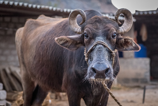 Water buffalo cow looking surprised at the camera. Found on a farm in Remote India.