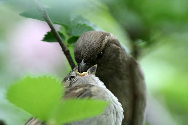 istock Feeding of a nestling. 93881425