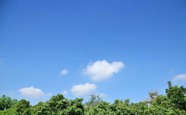 blauer himmel mit weißen wolken über dem grünen baum. - treetop stock-fotos und bilder