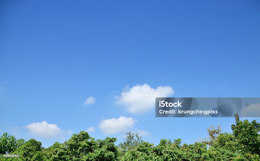 Blue sky with white clouds above green tree . Blue sky with white clouds above green tree in the forest. Treetop Stock Photo