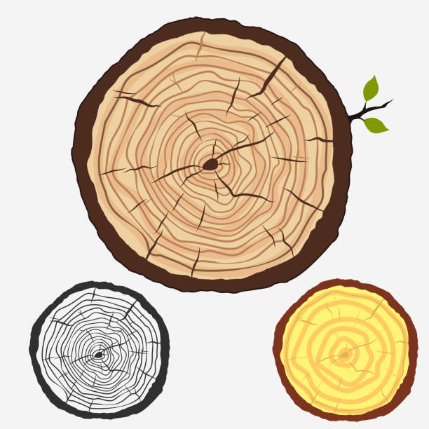 Tree Rings Cut Art 140+ Oak Tree Rings Stock Illustrations, Royalty-Free Vector Graphics ...