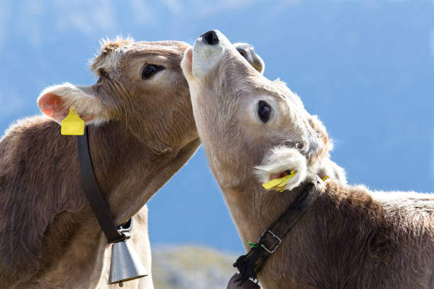 Pinzgauer cows in a field next to a farm. Pinzgauer cattle on green pasture in springtime. A breed of domestic cattle from the Pinzgau region of the federal state of Salzburg in Austria, Europe. Photo