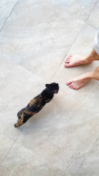 istock Cat approaching man feet photographed from above 938828298