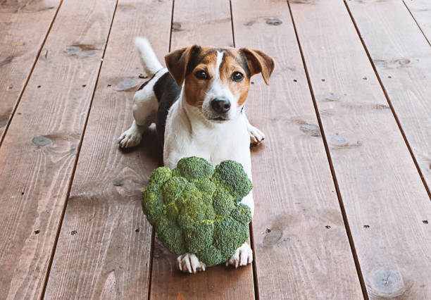 alimento para mascotas concepto - pets friendship green small fotografías e imágenes de stock