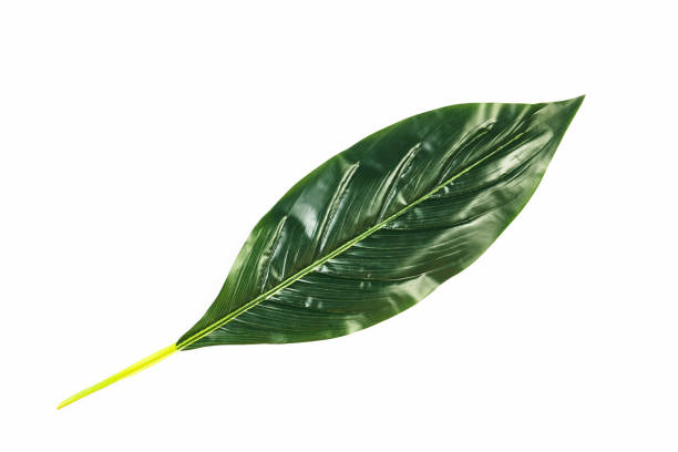 istock Green tropical leaves isolated on white background, close-up, to 938831714