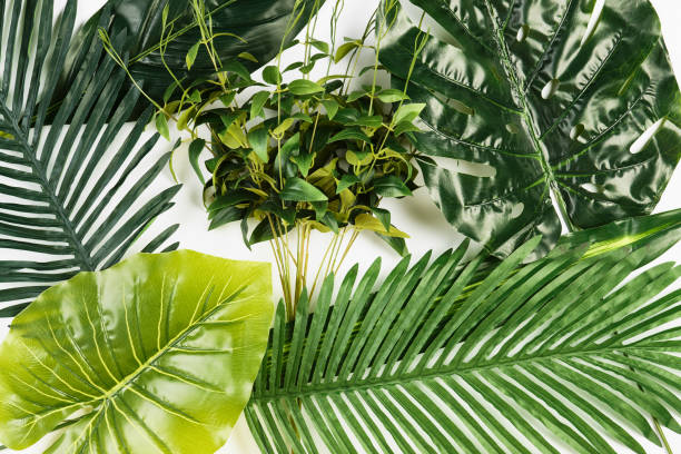 istock Tropical Leaves Background isolated on white 938838960