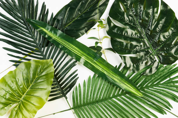 istock Tropical Leaves Background isolated on white 938839066