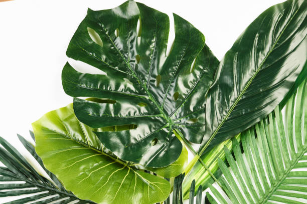 istock Tropical Leaves Background isolated on white 938839670