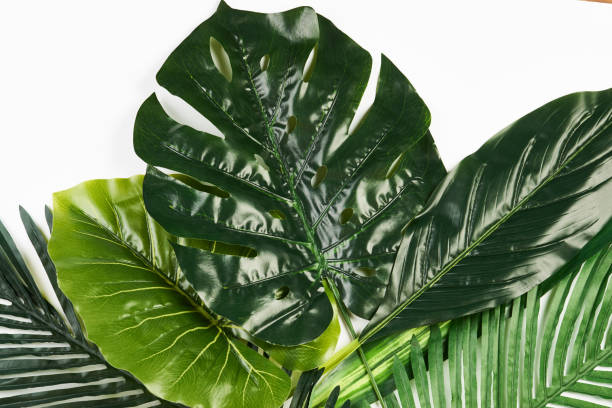 istock Tropical Leaves Background isolated on white 938839816