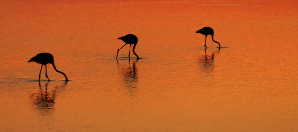 istock Three Flamingos at Sunset 938839846