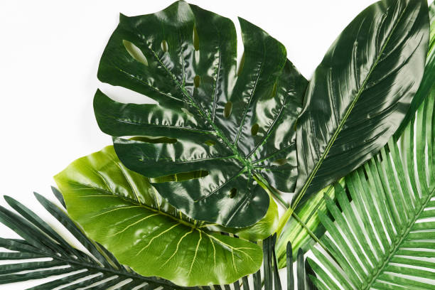 istock Tropical Leaves Background isolated on white 938839904