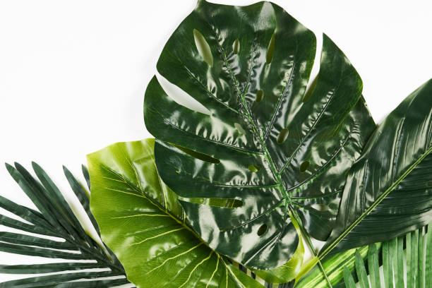 istock Tropical Leaves Background isolated on white 938840014