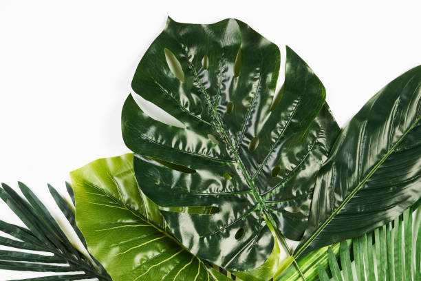istock Tropical Leaves Background isolated on white 938840122