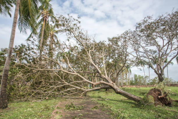 istock Cyclone Damage at Bicentennial Park 938840236