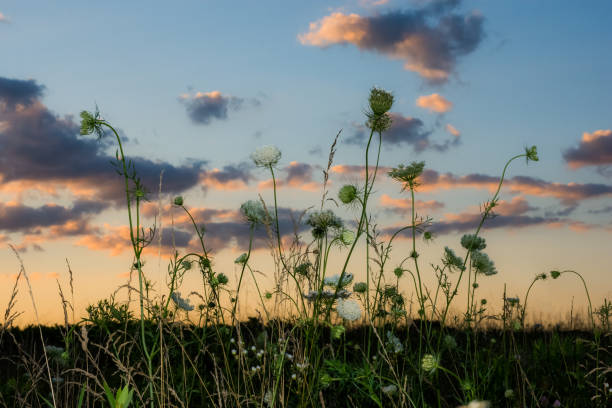 istock Summer Dusk Wildflowers 938849264