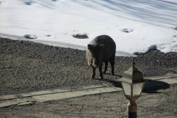 Javelina in the snow