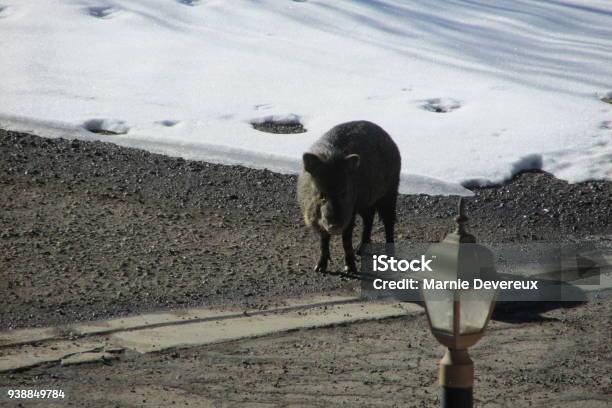 Javelina In The Snow Stock Photo - Download Image Now - City, Wild Boar, Animal