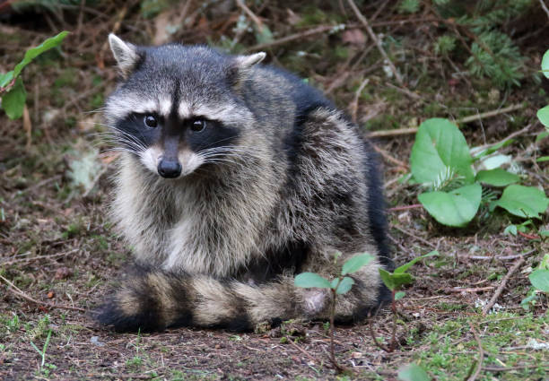 istock Raccoon looks at Camera 938850270