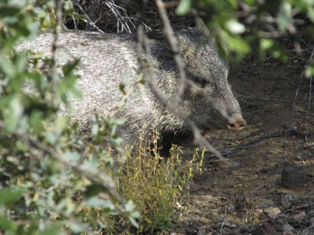istock Javelina hiding in bushes 938853436