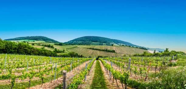 istock view  of vineyard in spring time 938860826