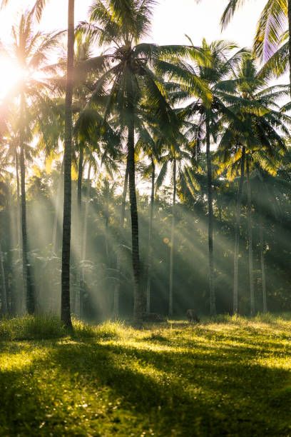 istock First light filtering in over a coconut plantation in Lombok 938861338