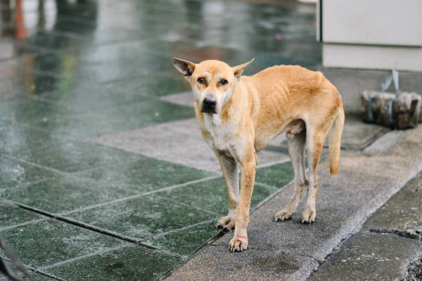 istock poor skinny dog 938861800