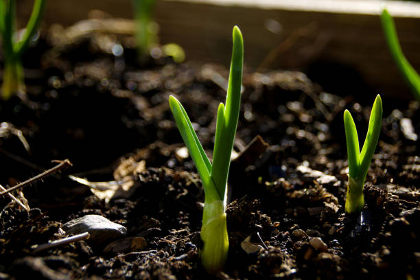 istock Young Garlic Shoots in the Garden 938862798