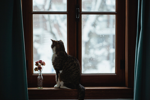 Tabby cat looking at the snow falling through a window