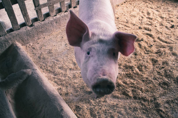 istock Farming Pig In Poorest Living Condition 938878984