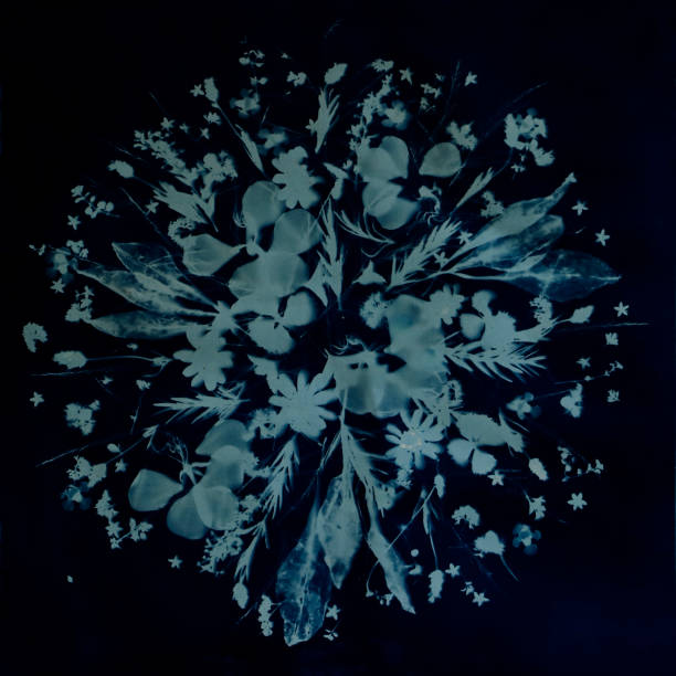 Cyanotype of Herbs, Leaves, Petals, Flowers as Tussie Mussie Bouquet stock photo