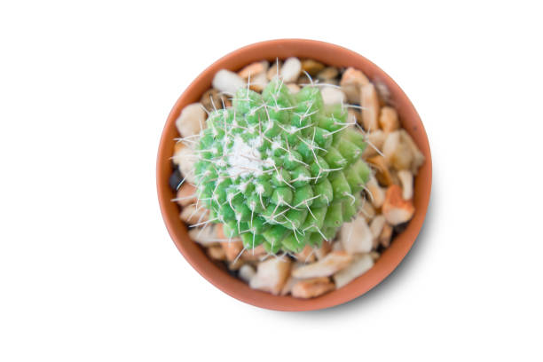 istock Cactus isolated on white background. Minimal style for cactus trendy. 938885920