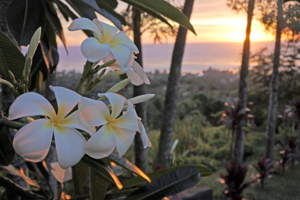 flores de plumeria crece en islas cook rarotonga - south pacific ocean island polynesia tropical climate fotografías e imágenes de stock