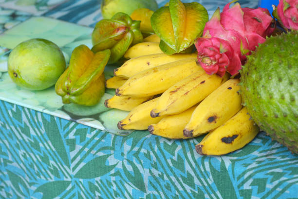 Closeup of unripe organic hybrid Latundan banana also called Tundan, silk banana, Pisang raja sereh, Manzana banana, or apple banana has high antioxidant contents. Selective focus. Portrait orientation.