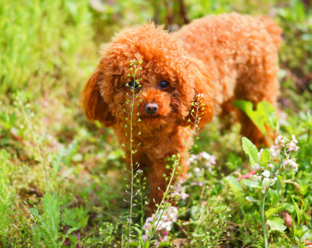 istock Dogs smell the flowers 938887596