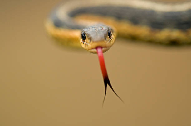 Head On  snake with its tongue out stock pictures, royalty-free photos & images