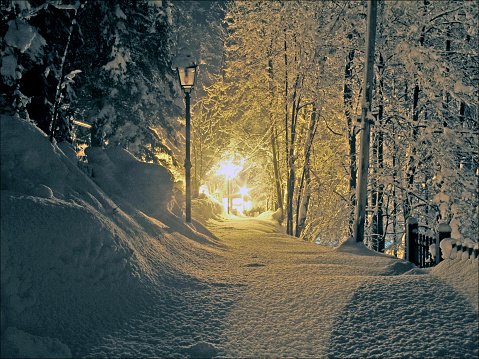 Winter night snowy scene in the woods.
