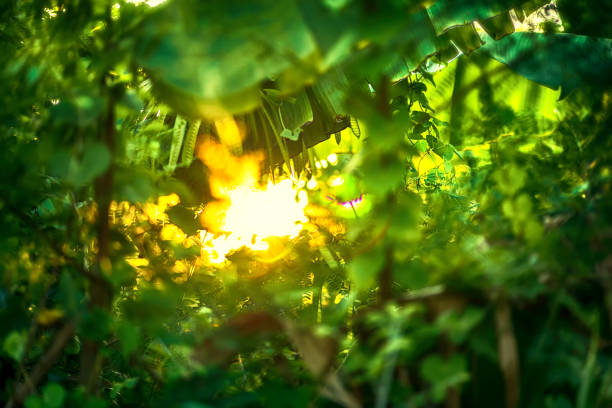 beautiful Natural green leaf with sunset and abstract blur bokeh light background.