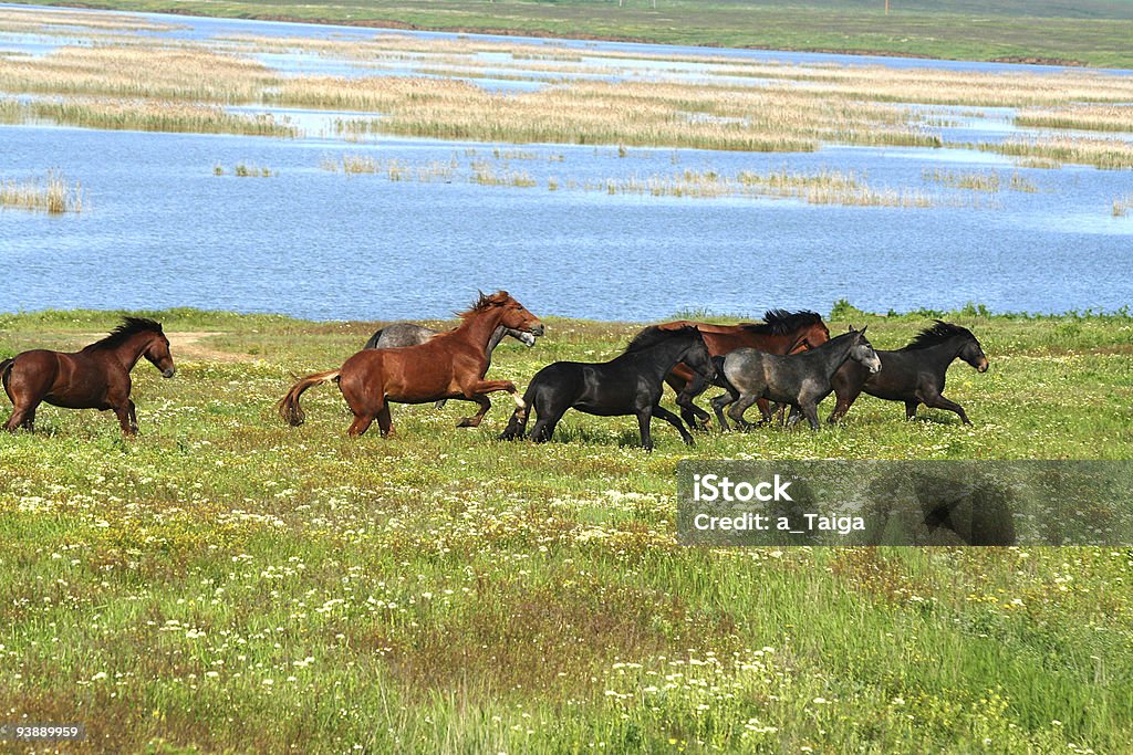 Caballos en la pradera - Foto de stock de Agricultura libre de derechos