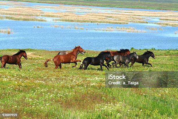 Caballos En La Pradera Foto de stock y más banco de imágenes de Agricultura - Agricultura, Aire libre, Animal