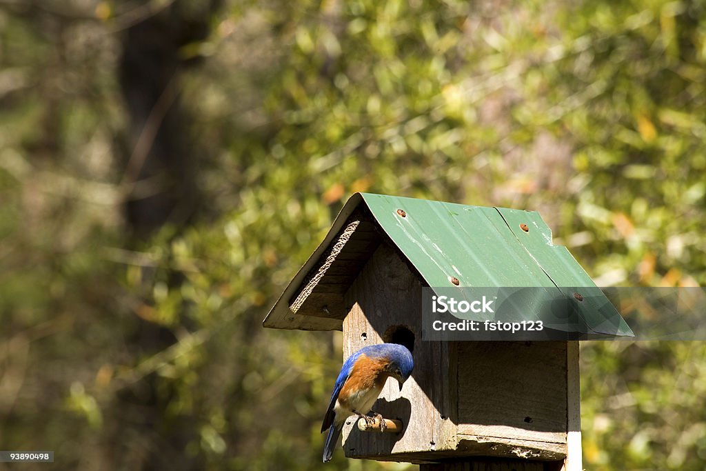 Bluebird auf dem Vogelhäuschen Flußbarsch - Lizenzfrei Baum Stock-Foto