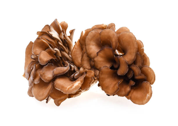 istock maitake mushrooms isolated on white background 938907156