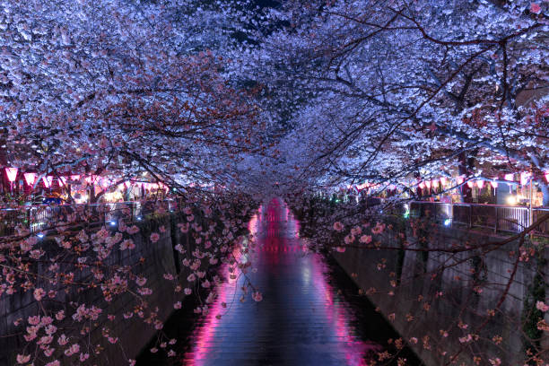 istock Cherry blossoms at night in Tokyo 938907204