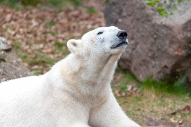 istock a head portrait of an ice bear 938910628