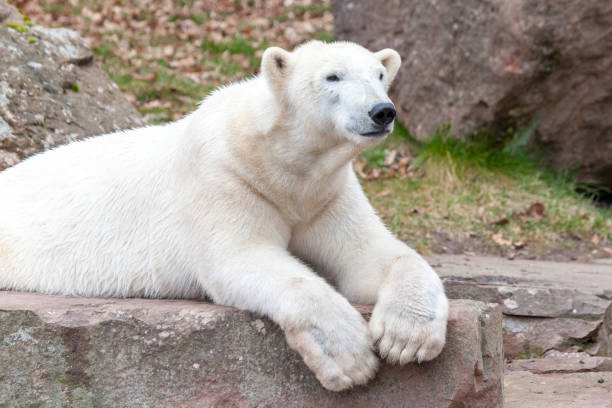 istock a head portrait of an ice bear 938910648
