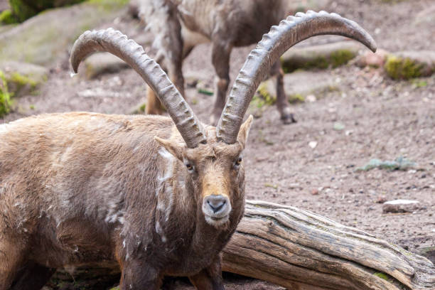 istock an brown ibex in a stone park 938910872