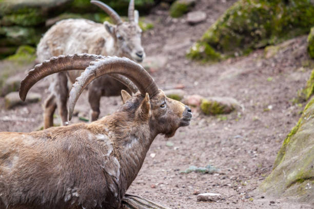 istock an brown ibex in a stone park 938910886
