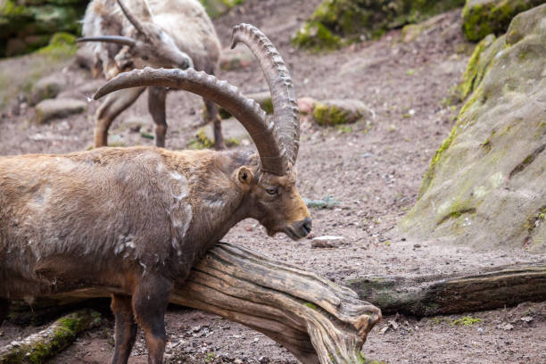 istock an brown ibex in a stone park 938910890